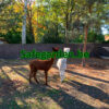 Dikke Spaanse Heidematten - Ericamatten 4cm dik - 3m breed, h 150cm, 180cm, 200cm, Safegarden