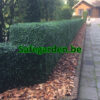 kunsthaag buxus, kunstbuxus haag