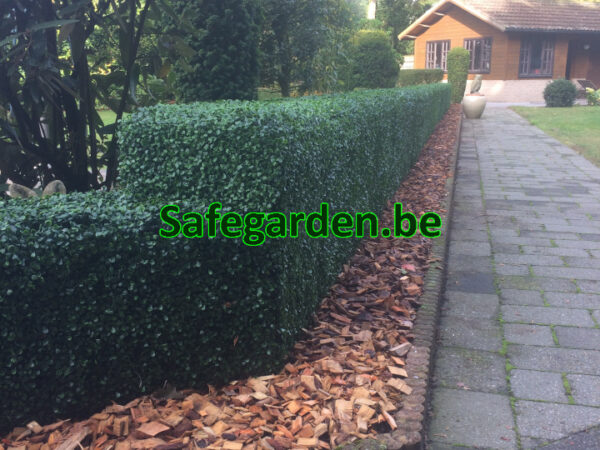 kunsthaag buxus, kunstbuxus haag