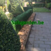 kunsthaag buxus, kunstbuxus haag