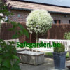 Heidematten 2cm - heidemat forte 2,5kg/m2 - Safegarden