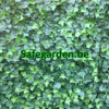 kunstklimop haag hedera , kunsthaag klimop, kunsthaag hedera, Safegarden