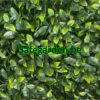 Kunsthaag Ficus ligustrum, Ligustrum kunsthaag Safegarden , paneel 50x50 cm