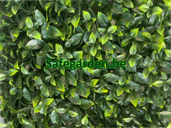 Kunsthaag Ficus ligustrum, Ligustrum kunsthaag Safegarden , paneel 50x50 cm