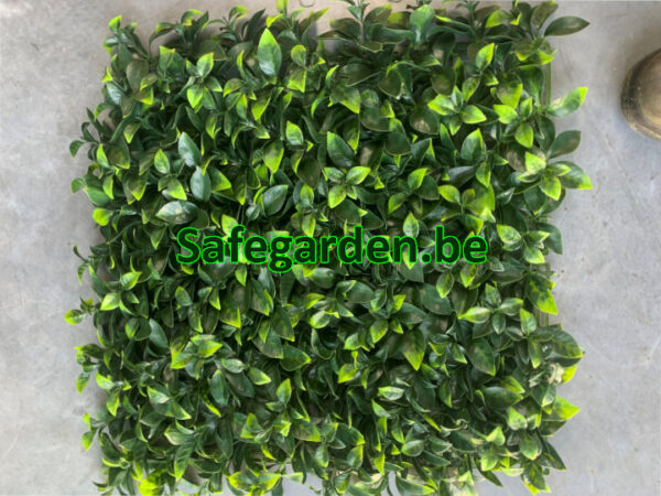 Kunsthaag Ficus ligustrum, Ligustrum kunsthaag Safegarden , paneel 50x50 cm