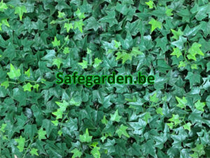 Kunstklimop Lux, Kunsthaag Klimop Lux, paneel 50x50cm, Safegarden